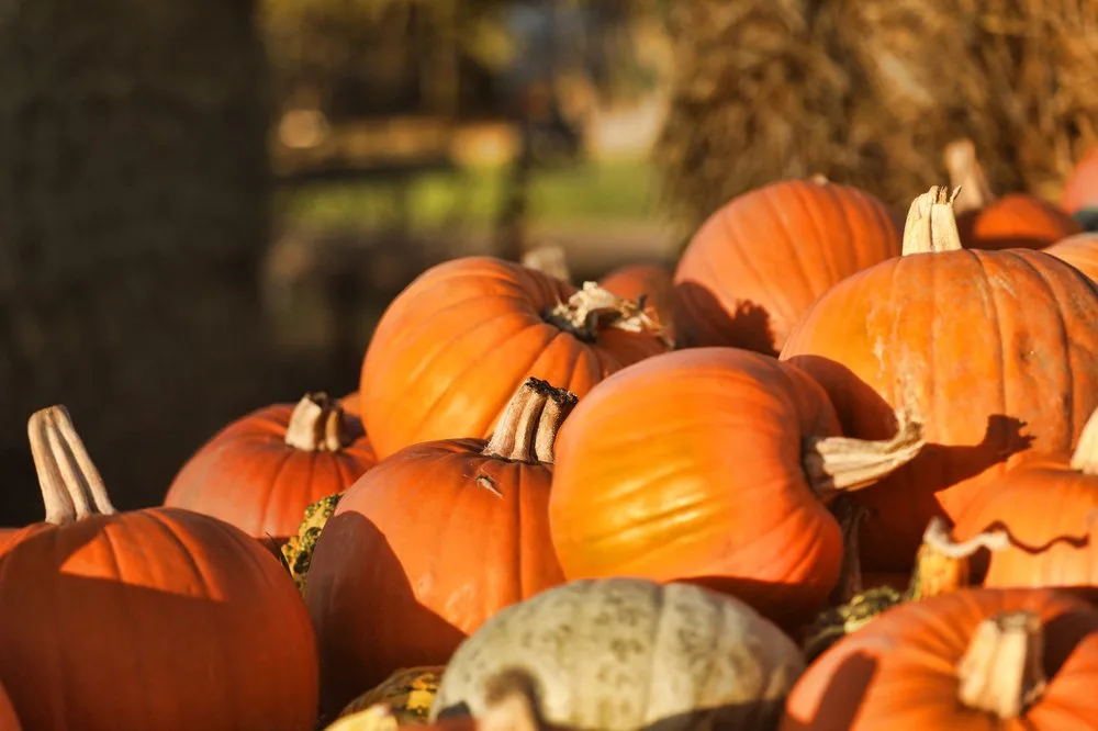 High Lodge Farm Pumpkin Patch and Spooky Trail Gallery 23
