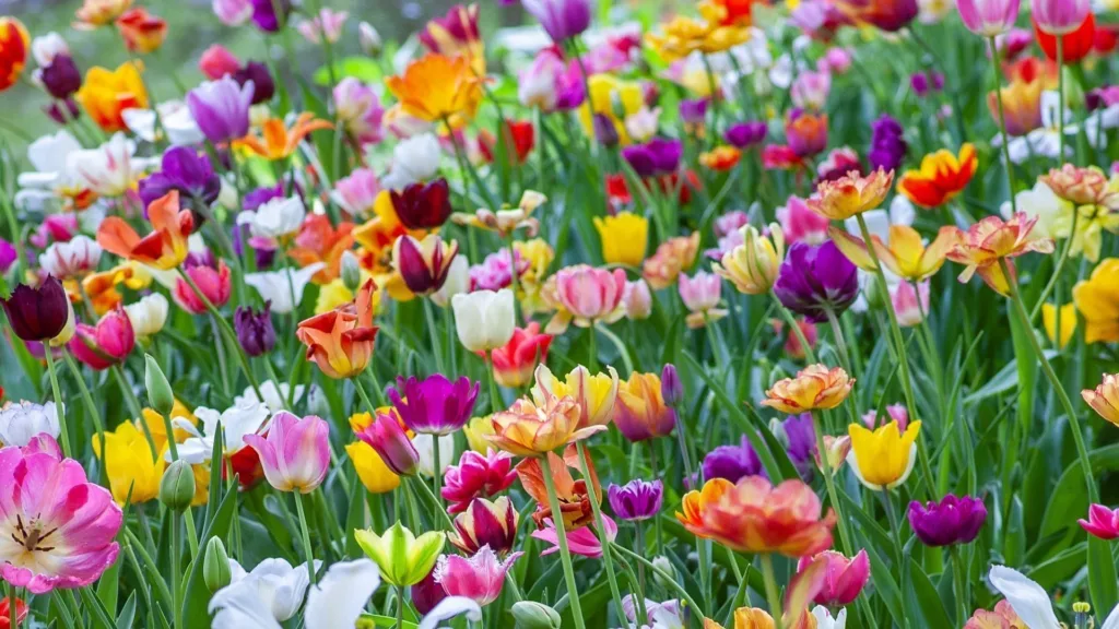 May gardening guide: what to do in your garden this May