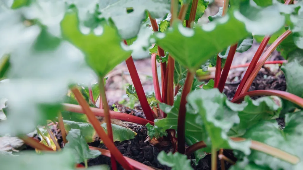 May gardening guide: what to do in your garden this May