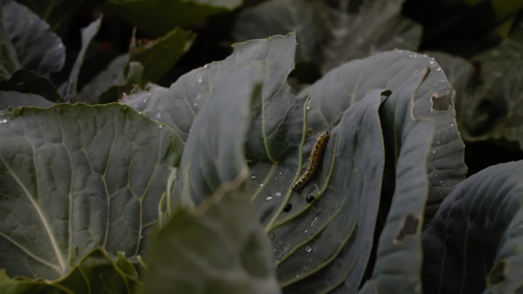 May gardening guide: what to do in your garden this May