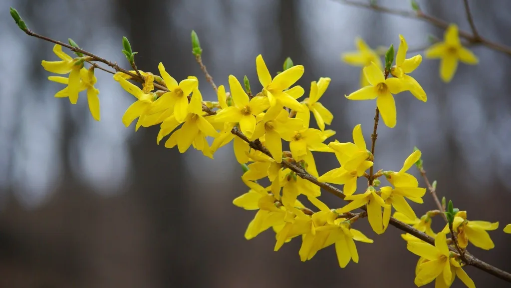 May gardening guide: what to do in your garden this May