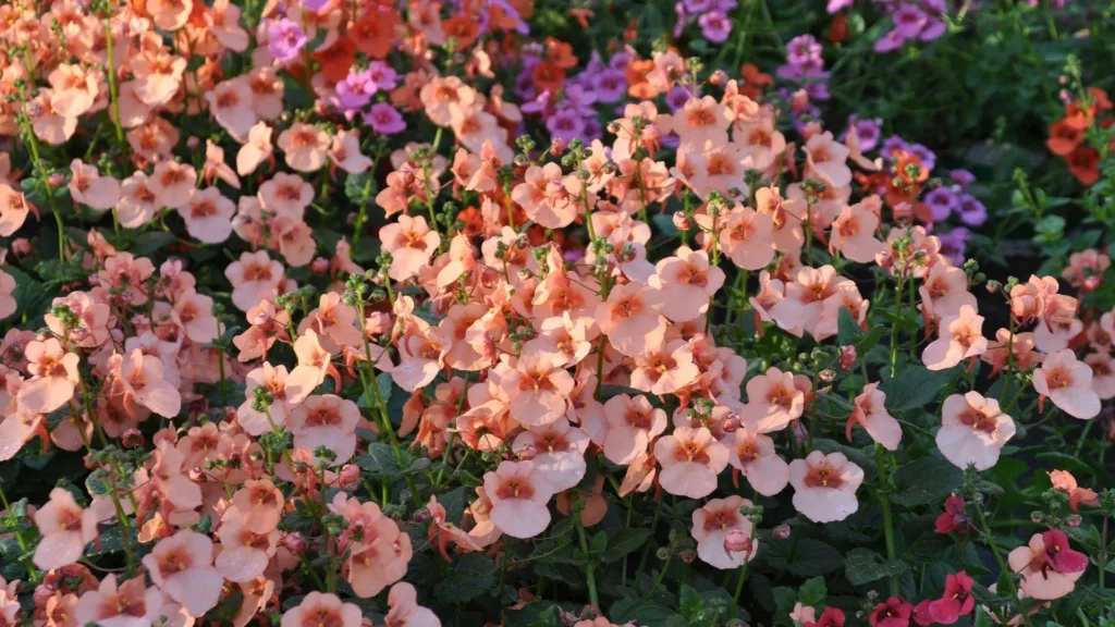 May gardening guide: what to do in your garden this May