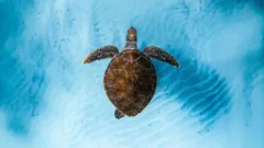 Ocean Film Festival 2026