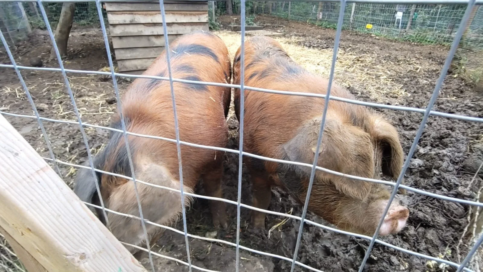 Heartbreak as £2,200 of meat stolen in overnight break-in at Oxford City Farm