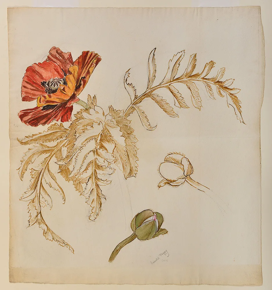 Study of an Oriental poppy, May Morris, 1879, watercolour & some bodycolour over indications in graphite © Ashmolean Museum