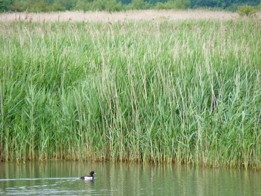 RSPB Otmoor Nature Reserve