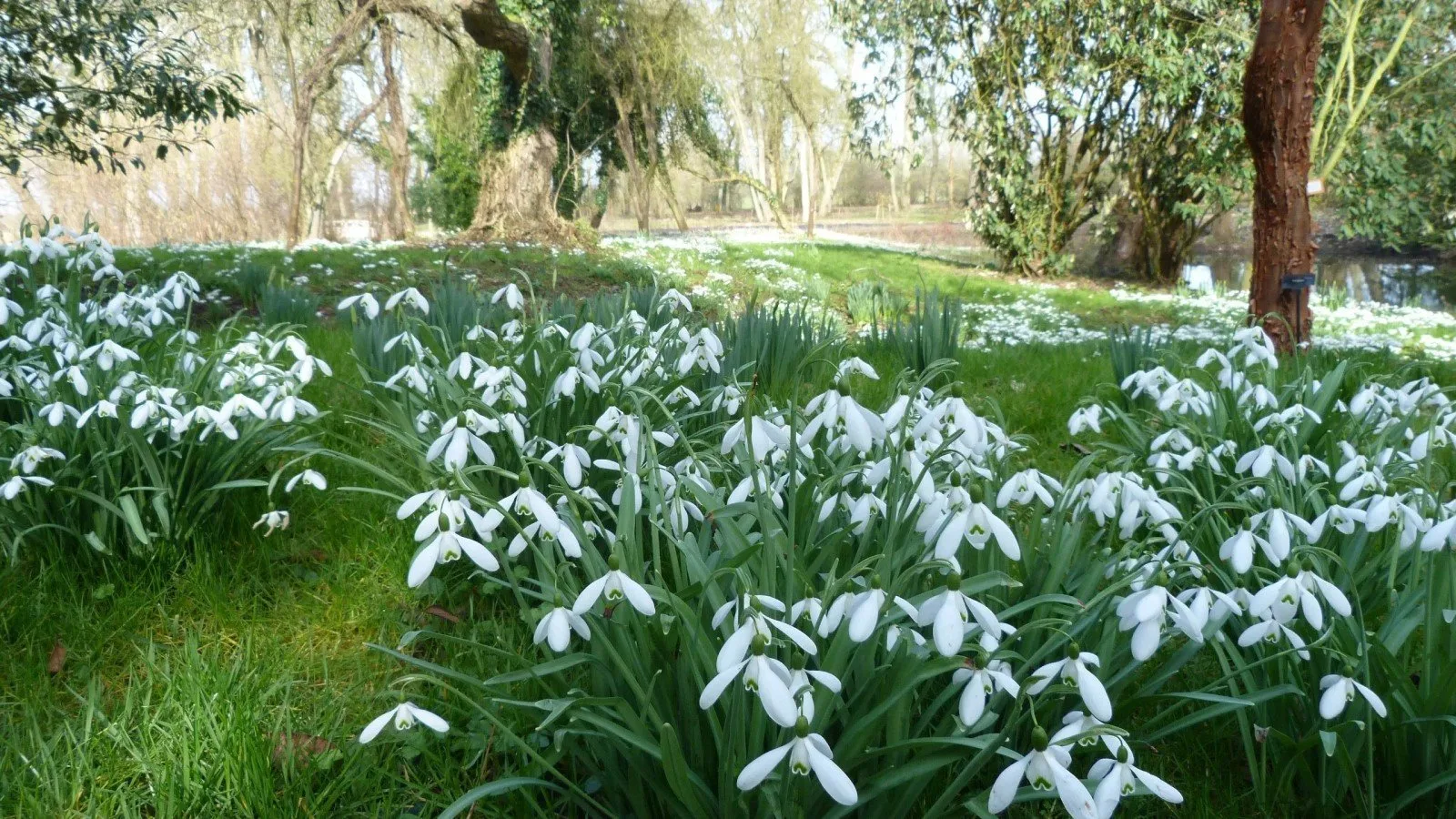 Snowdrop Season at Waterperry Gardens