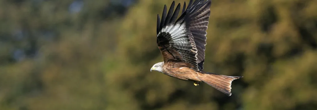 Stonor Park Oxfordshire - Wildlife