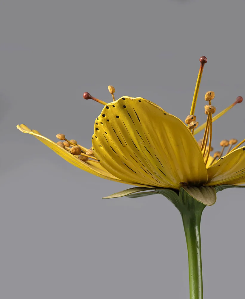 Plant model of Hypericum/St John's Wort (detail), Robert Brendel, c. 1860–1880, papier mâché & wood © Oxford University Herbaria, Department of Biology